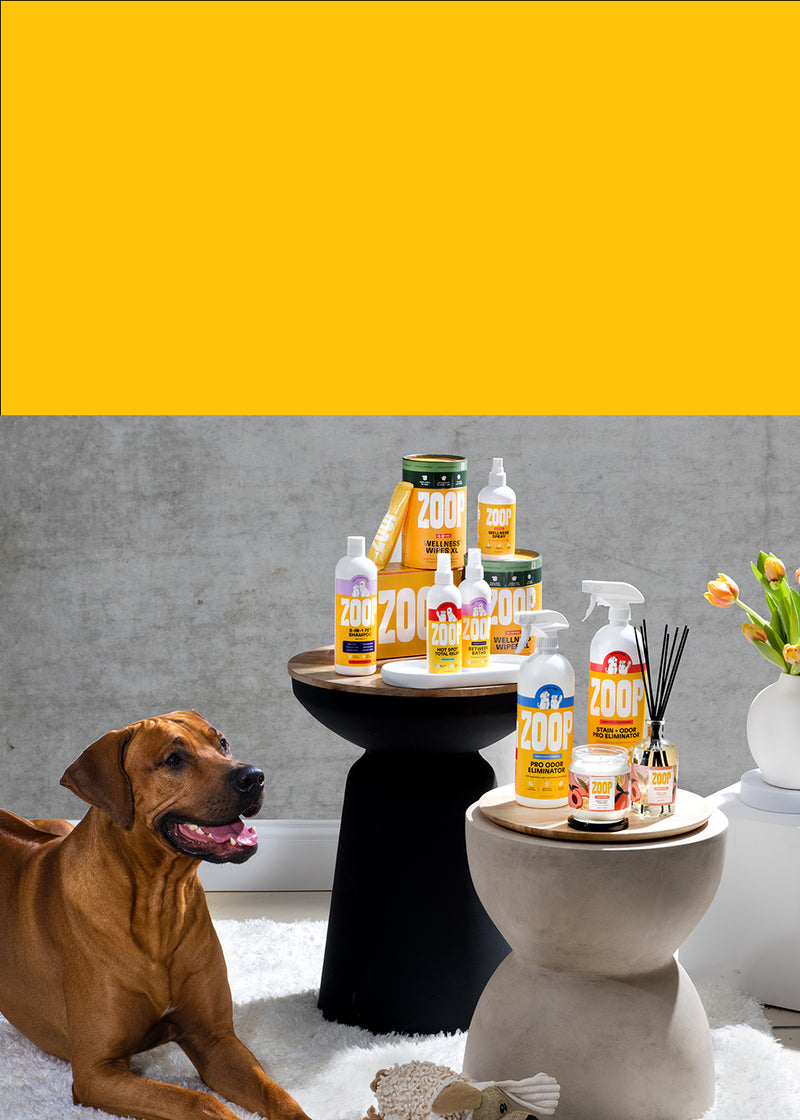 Zoop | Utterly genius solutions for pets and everyone around them.