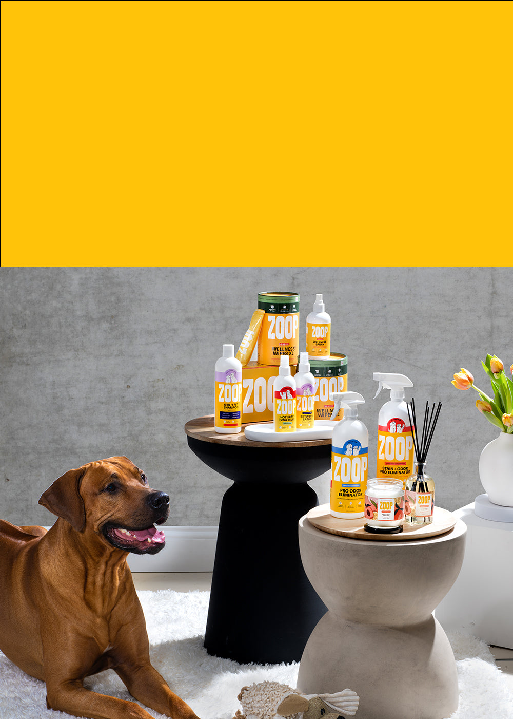 Zoop | Utterly genius solutions for pets and everyone around them.